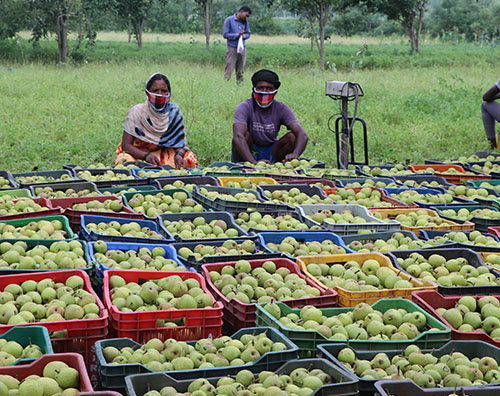 
Haritkranti Aadiwasi Sahkari Samiti marydit Bagicha
