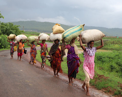 
Haritkranti Aadiwasi Sahkari Samiti marydit Bagicha
