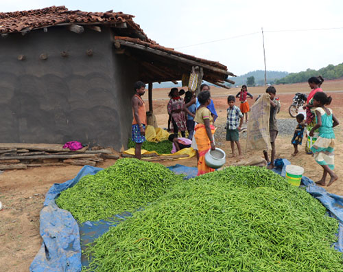 
Haritkranti Aadiwasi Sahkari Samiti marydit Bagicha
