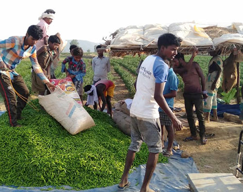 
Haritkranti Aadiwasi Sahkari Samiti marydit Bagicha
