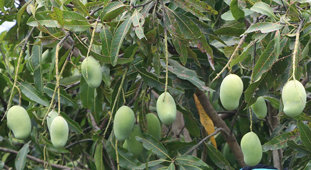 Pear and Mango Inter-cultivation