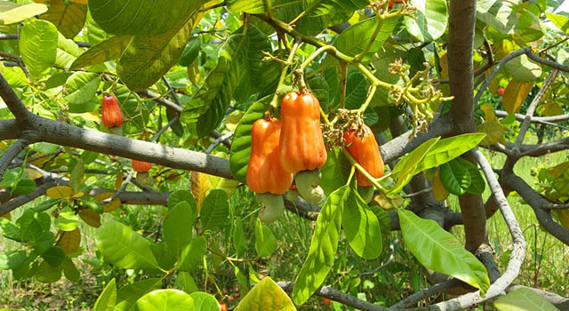 Cashew & Mango Inter-cultivation
