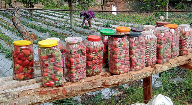 Strawberry Farming trials