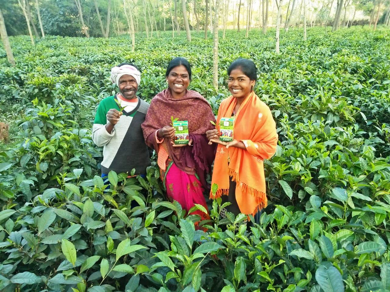 Tea Garden